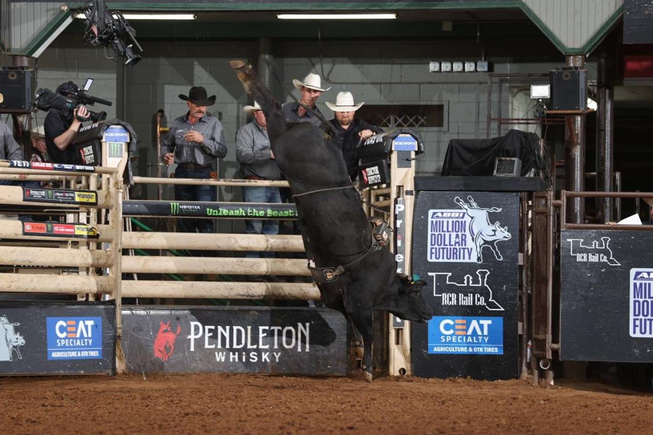 American Bucking Bull